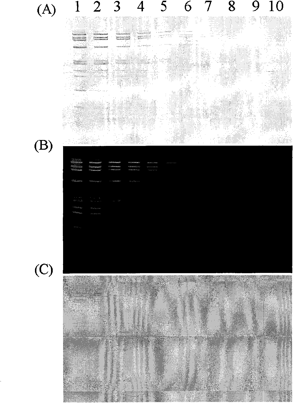 Application of ethyl violet in DNA detection