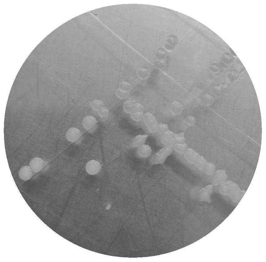 Bacillus coagulans YSF17 and application thereof