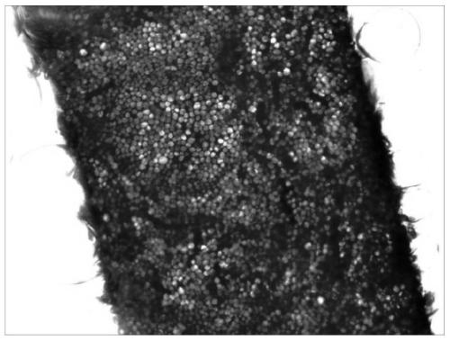 A class of disperse dyes with azobenzothiazole structure suitable for supercritical carbon dioxide anhydrous wool dyeing and preparation method thereof