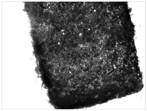 A class of disperse dyes with azobenzothiazole structure suitable for supercritical carbon dioxide anhydrous wool dyeing and preparation method thereof