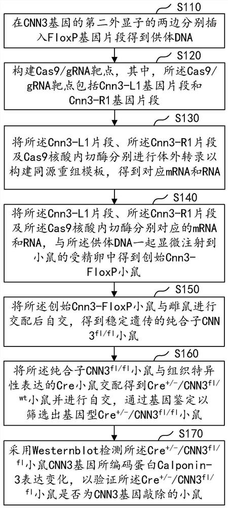 Construction method of CNN3 gene knockout mouse model based on Cre-FloxP system