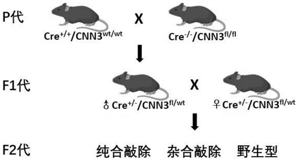 Construction method of CNN3 gene knockout mouse model based on Cre-FloxP system