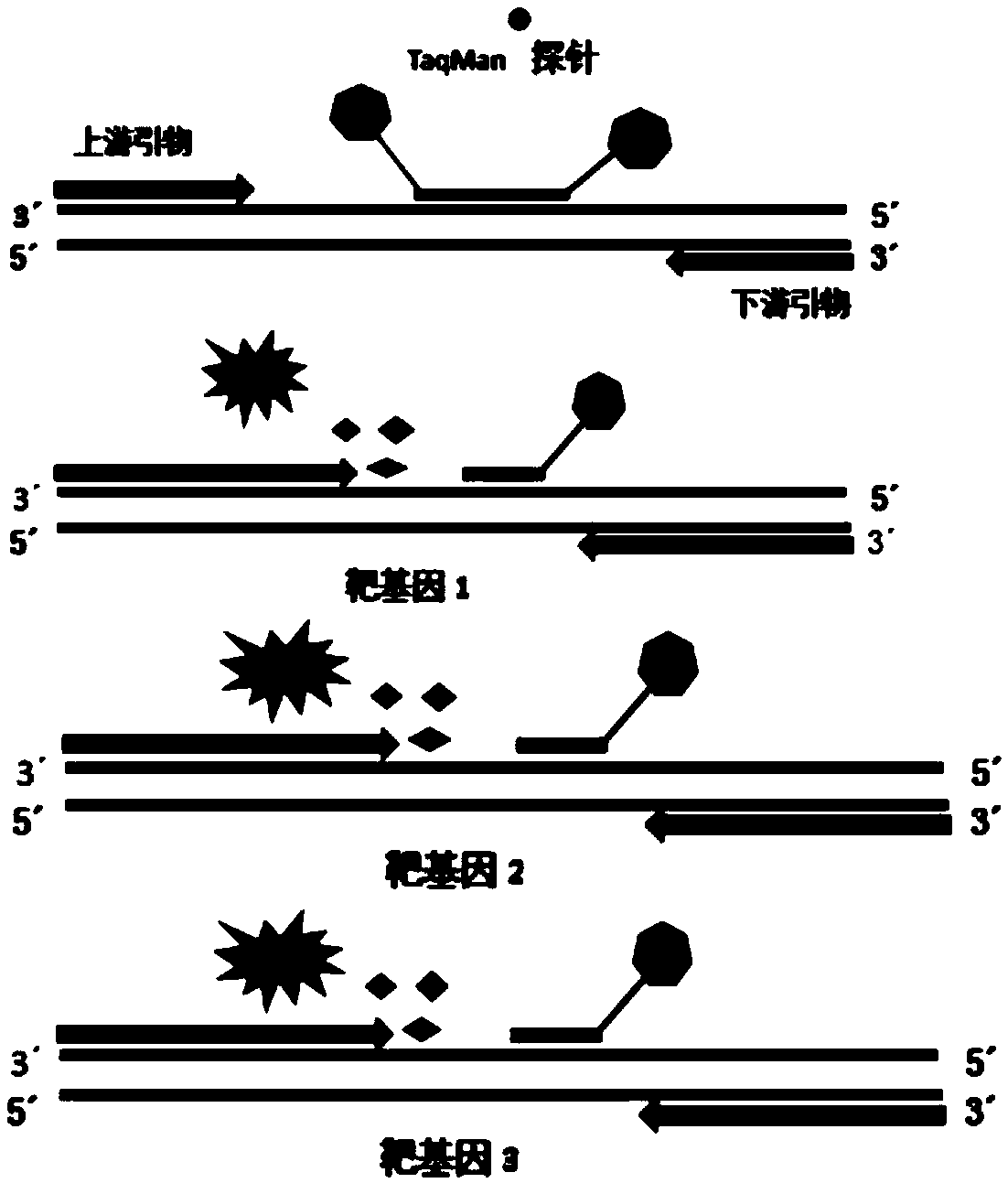 Nucleic acid combination for detecting respiratory virus and application thereof