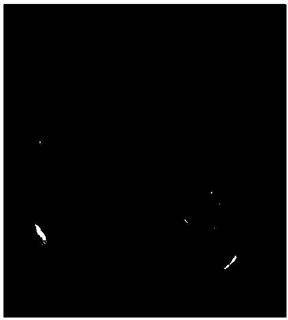 Rice fertility regulating gene and its mutant and application thereof