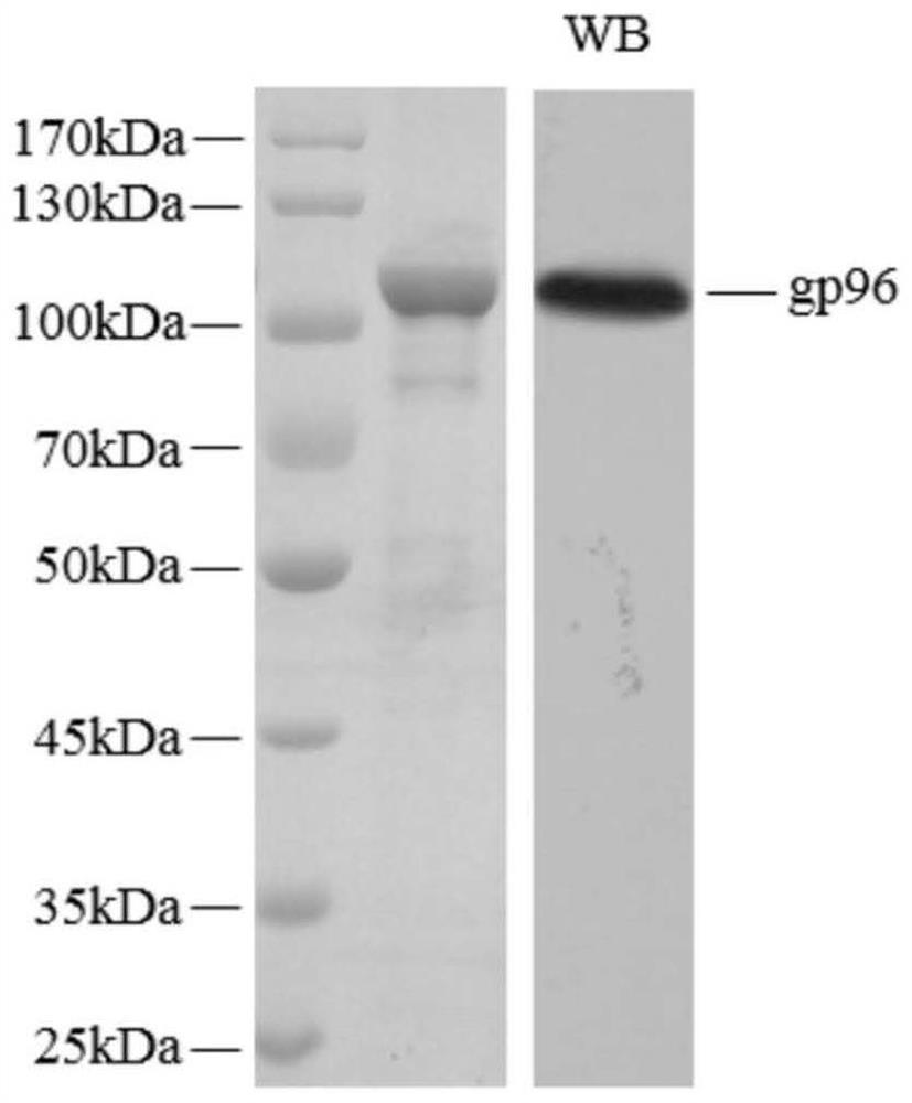 Influenza A virus PB1 protein T cell epitope polypeptide fragment and application thereof