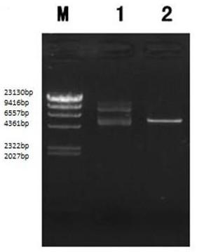 Lacripin-8 gene fragment, encoded protein, preparation method and application of mushroom c91-3 strain