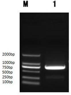 Lacripin-8 gene fragment, encoded protein, preparation method and application of mushroom c91-3 strain