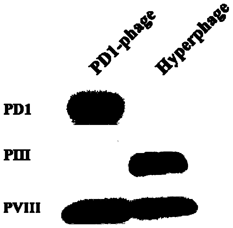 Phage drug protein display system and application thereof