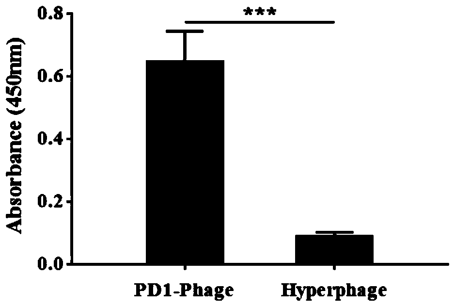 Phage drug protein display system and application thereof