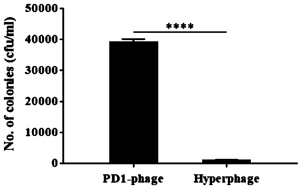 Phage drug protein display system and application thereof