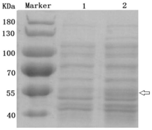 Expression optimization and purification method of helicobacter pylori serine proteinase