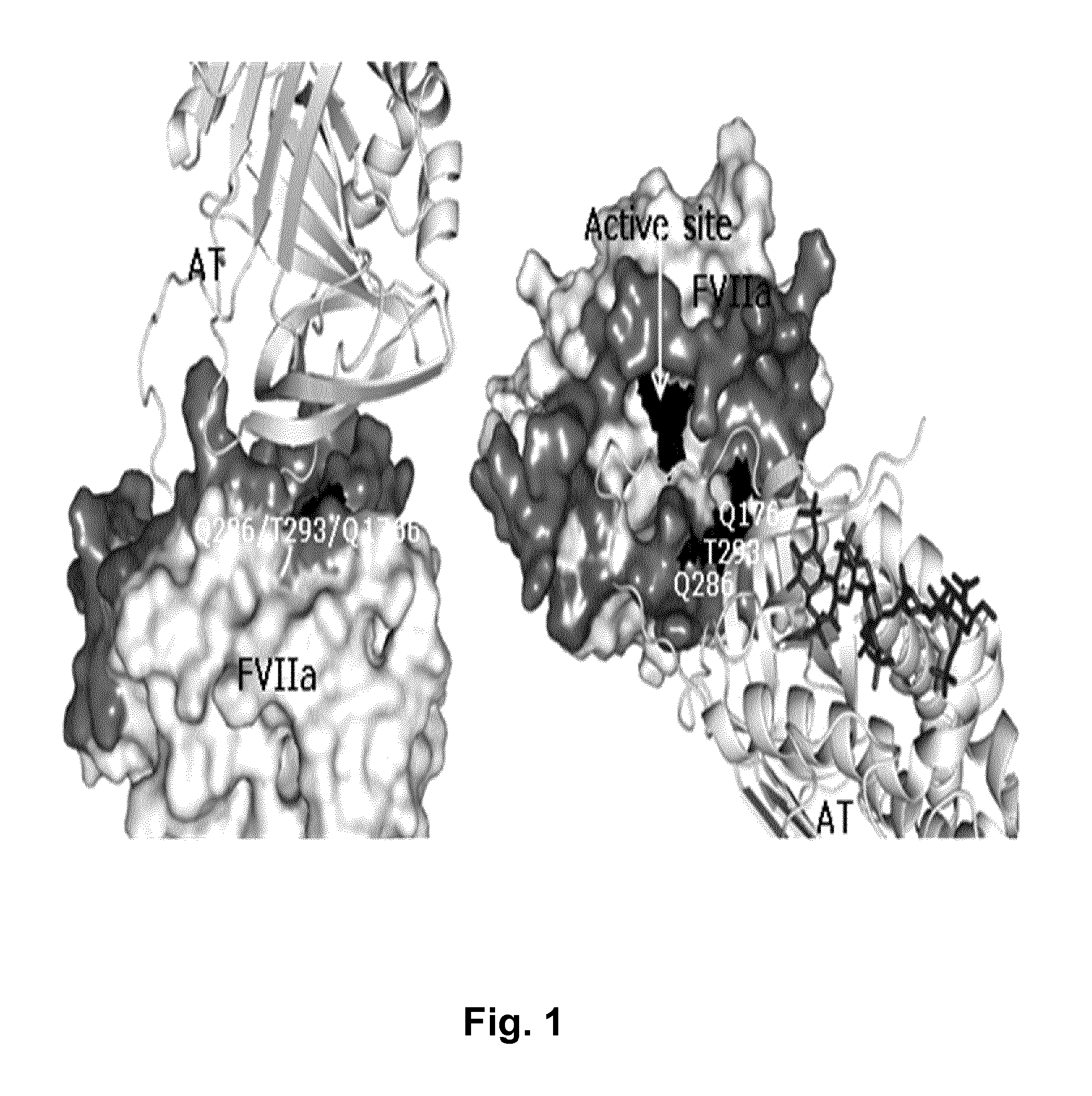 Coagulation factor vii polypeptides