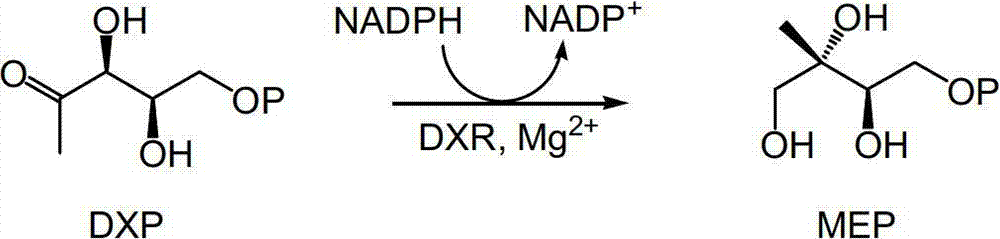 1-deoxidation-D-xylulose5-phosphoric acid reduction isomerization enzyme inhibitor and preparation method thereof