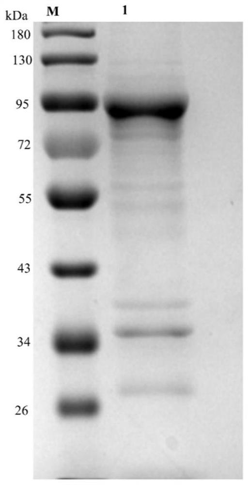 Application of mycoplasma bovis secretory protein MbovP570