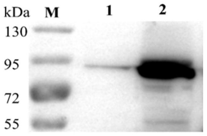Application of mycoplasma bovis secretory protein MbovP570