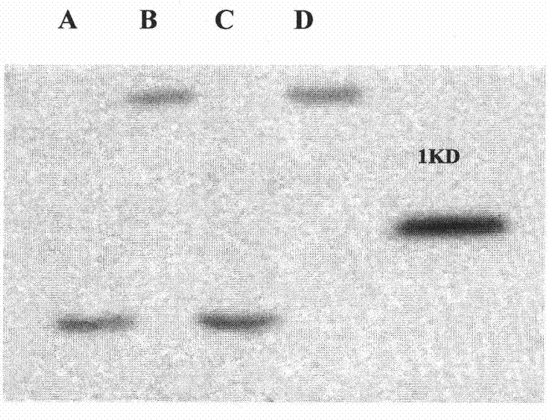 Anti-inflammatory antibacterial polypeptide capable of blocking combination of LPS and MD2