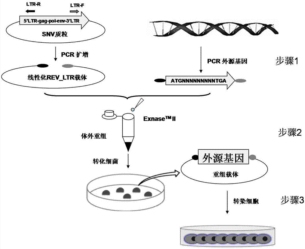 Construction method and application of eukaryotic expression linear vector based on avian reticuloendotheliosis virus LTR