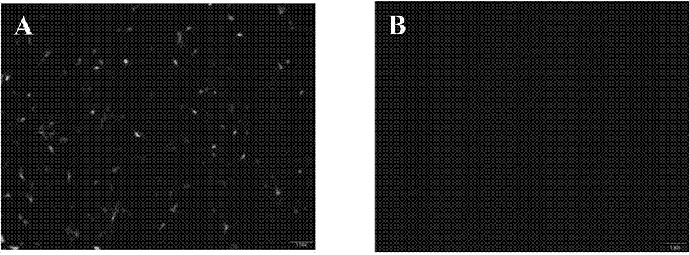 Construction method and application of eukaryotic expression linear vector based on avian reticuloendotheliosis virus LTR