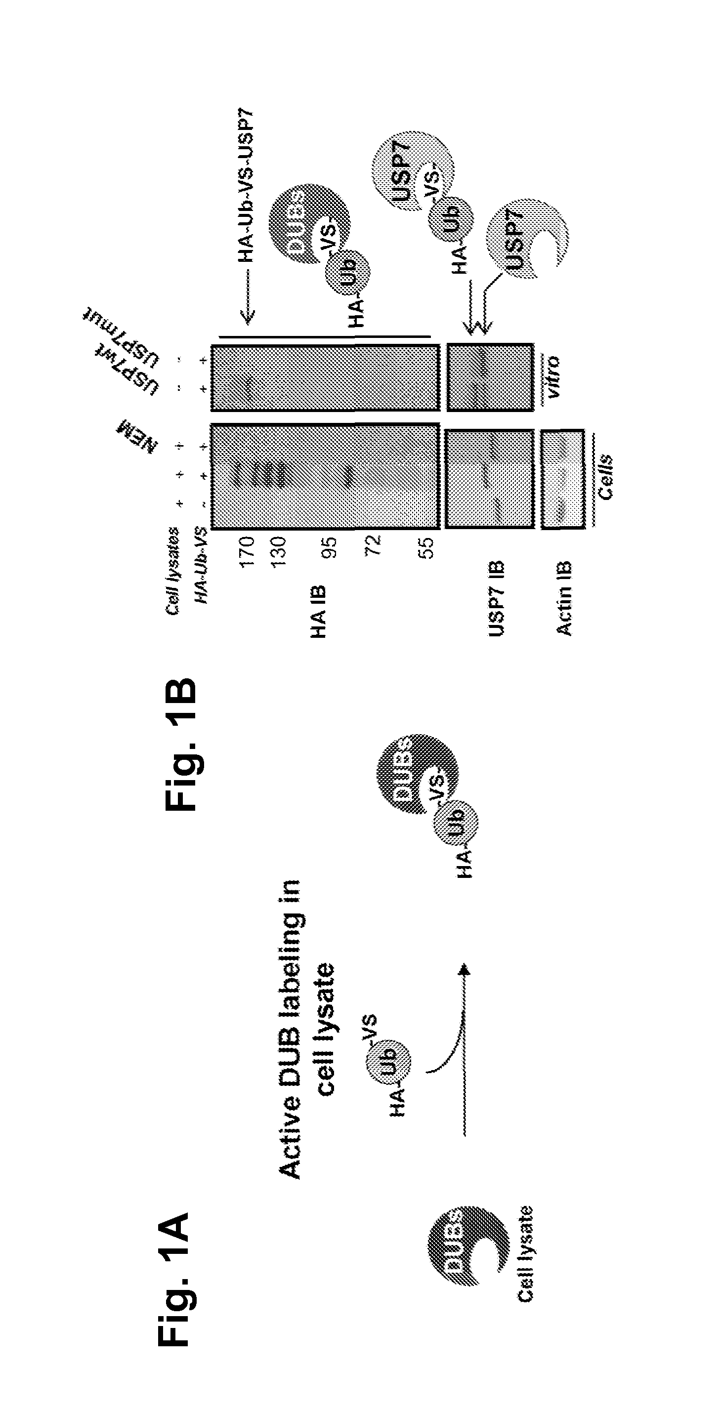 Novel selective inhibitors of ubiquitin specific protease 7, the pharmaceutical compositions thereof and their therapeutic applications