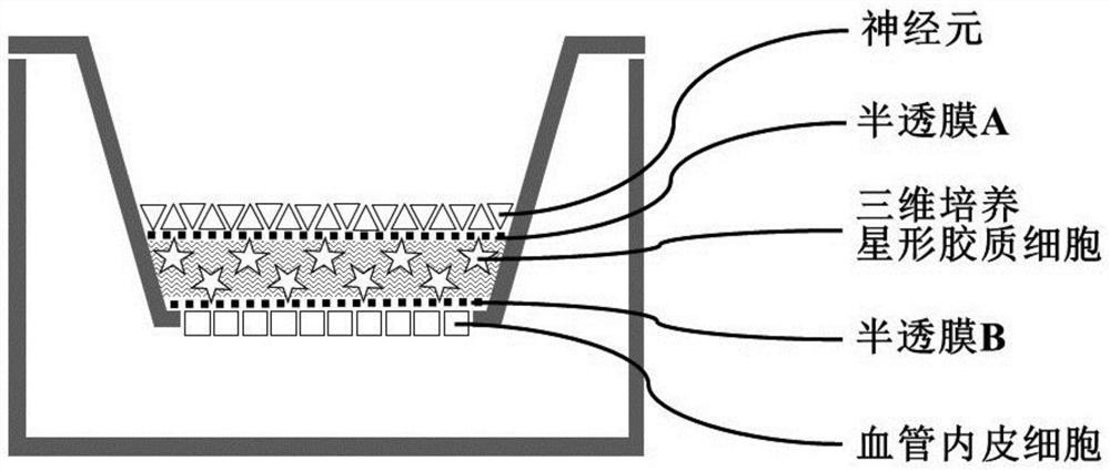 Bionic three-dimensional nerve blood vessel unit direct contact co-culture system and construction method thereof