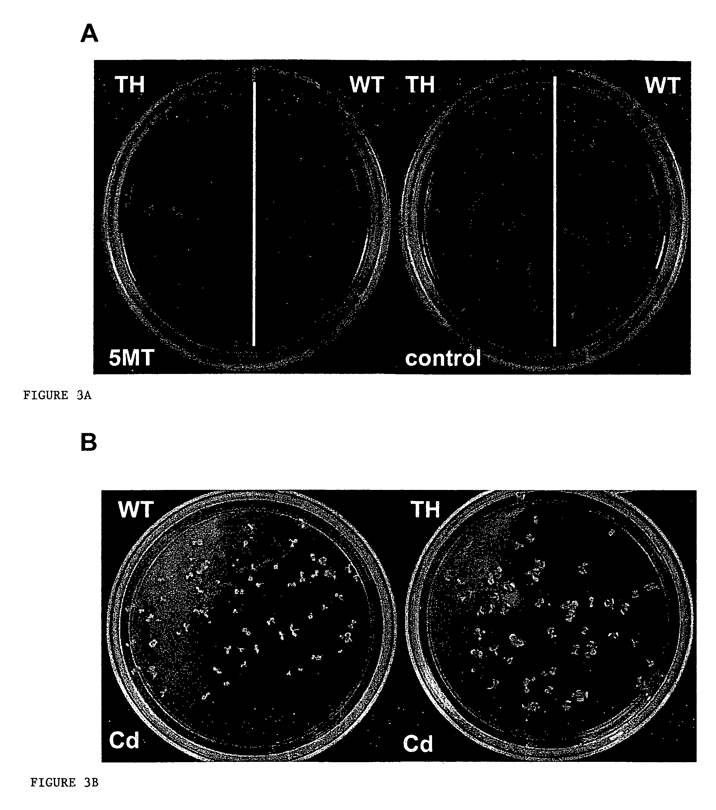 Non-antibiotic selection marker genes