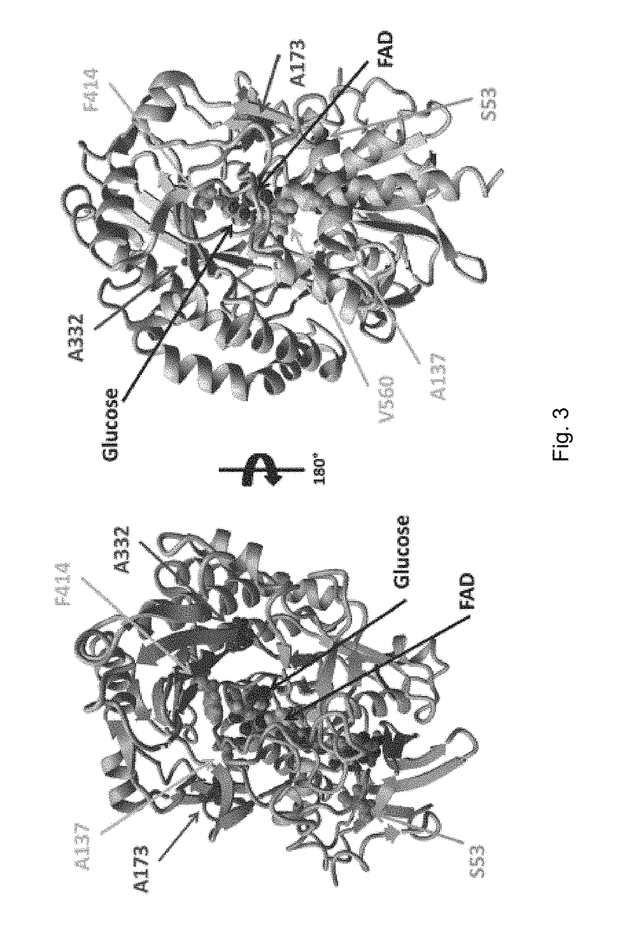 Glucose oxidase variants and methods of using the same