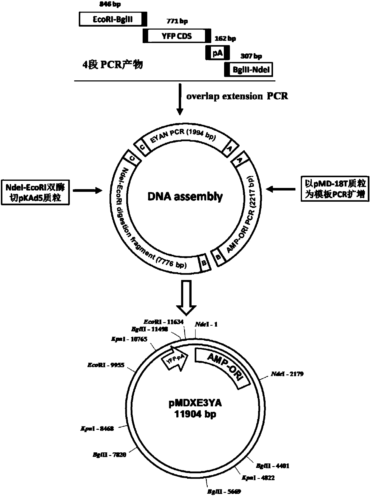 Replicating type recombinant adenovirus HAdV-5 carrier system and application thereof