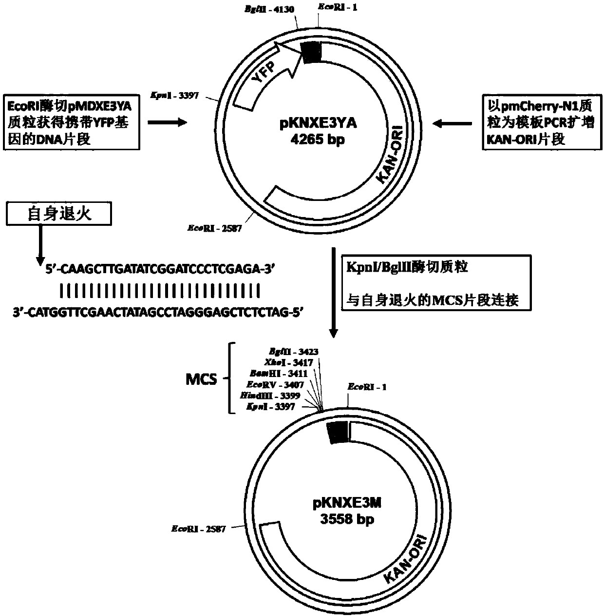 Replicating type recombinant adenovirus HAdV-5 carrier system and application thereof