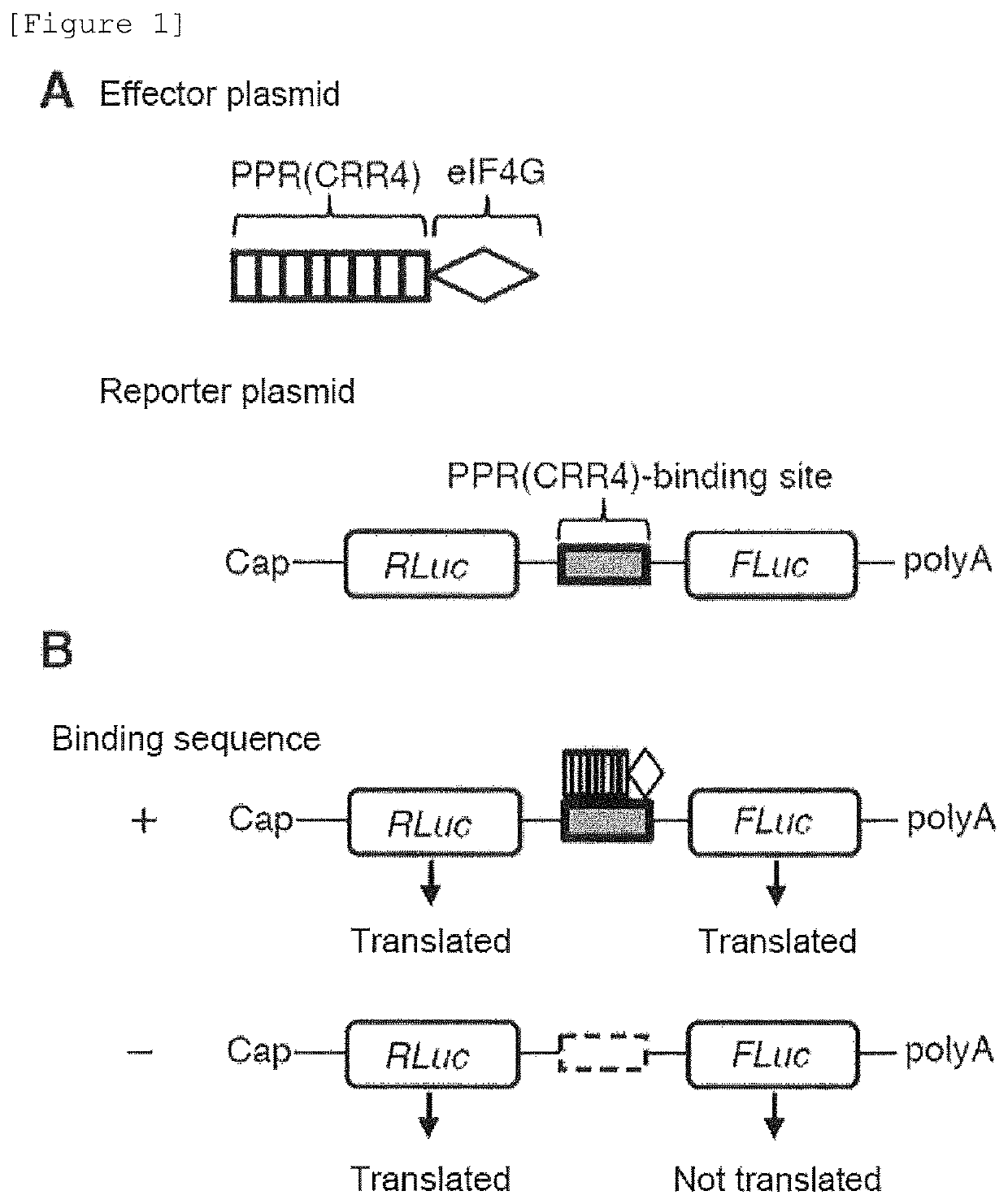 Fusion protein for improving protein expression from target mRNA