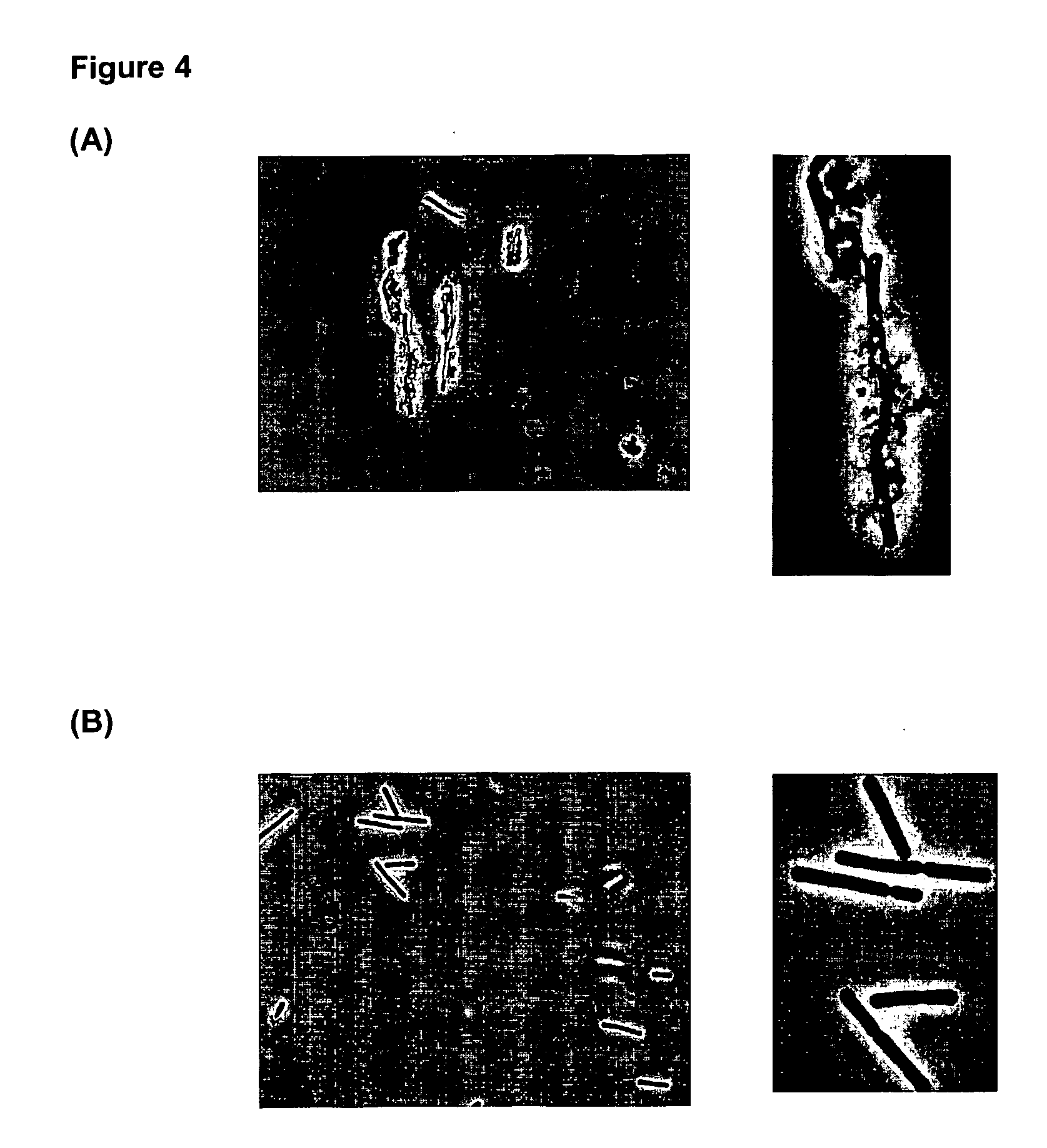 Pharmaceutical Composition Comprising a Bacterial Cell Displaying a Heterologous Proteinaceous Compound