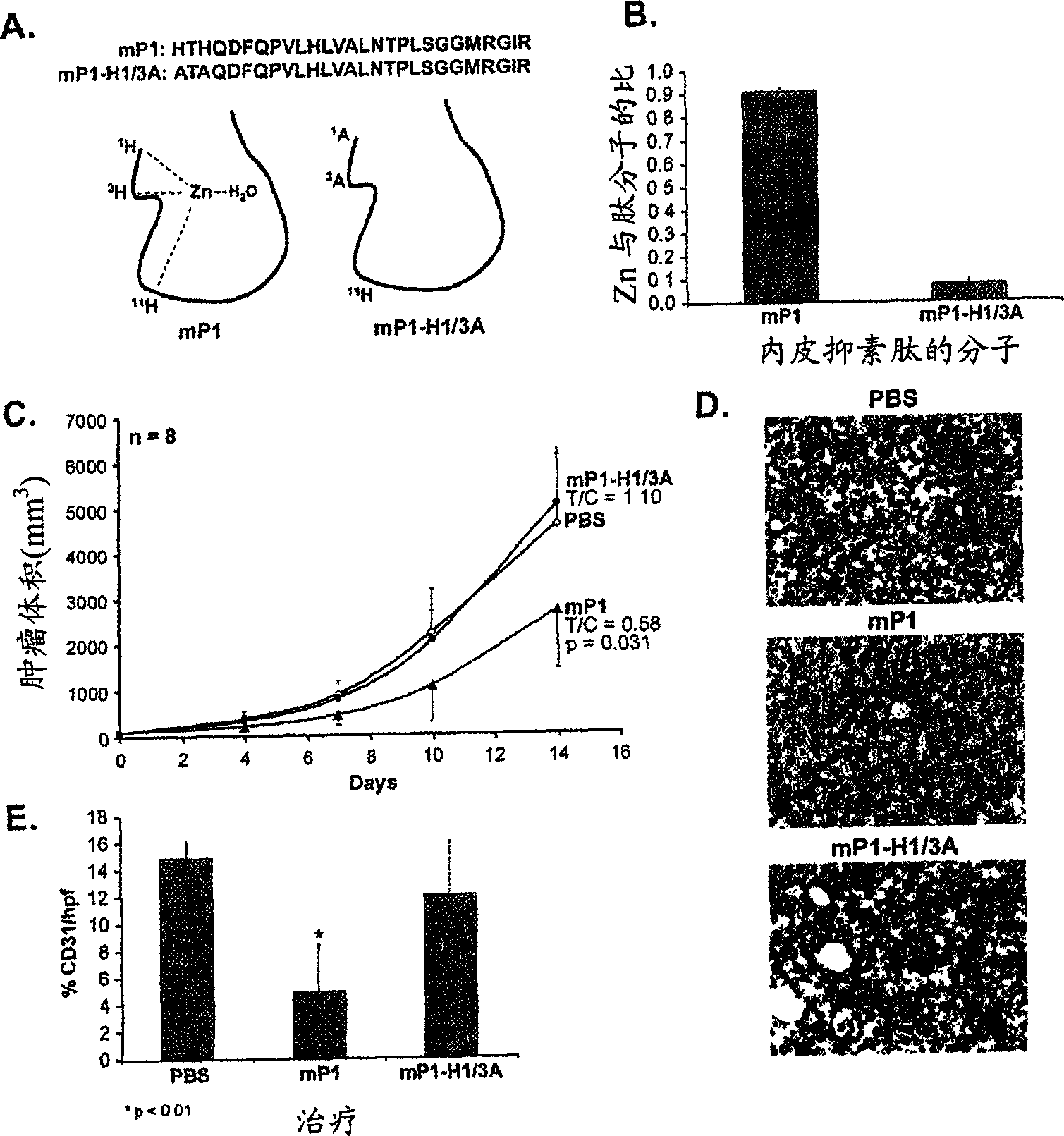 Anti-angiogenic peptides from the N-terminus of endostatin