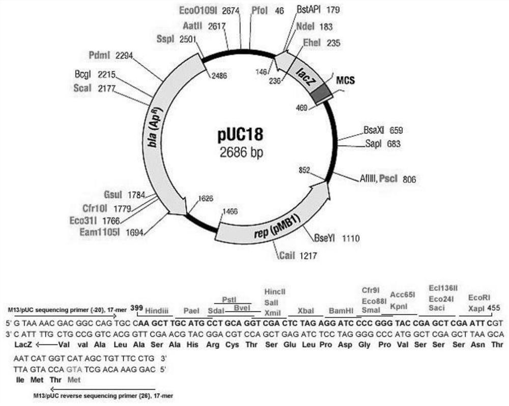 Preparation method and use of fixed-length recombinant polynucleotide/polydeoxyribonucleotide