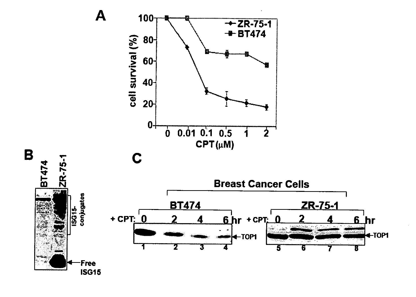 Method of cancer detection and treatment