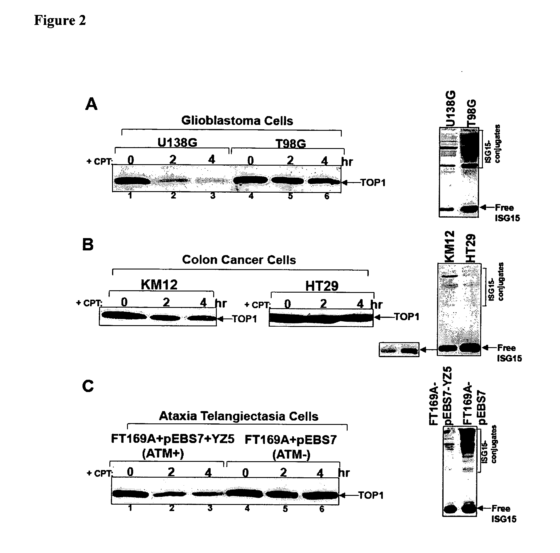 Method of cancer detection and treatment