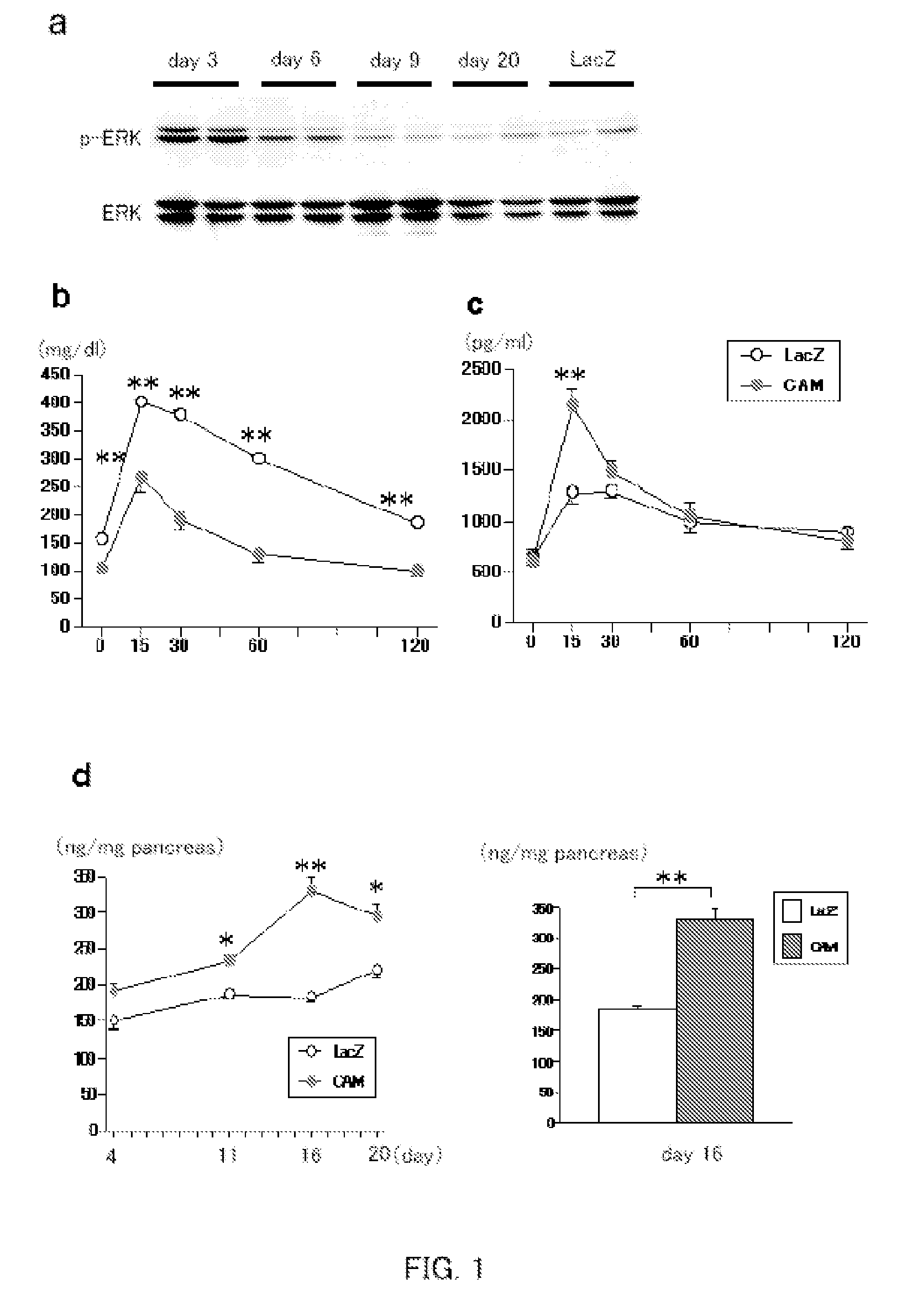 Method for Enhancing Pancreatic Beta Cell Proliferation, Increasing Serum Insulin Concentration, Decreasing Blood Glucose Concentration And Treating And/Or Preventing Diabetes