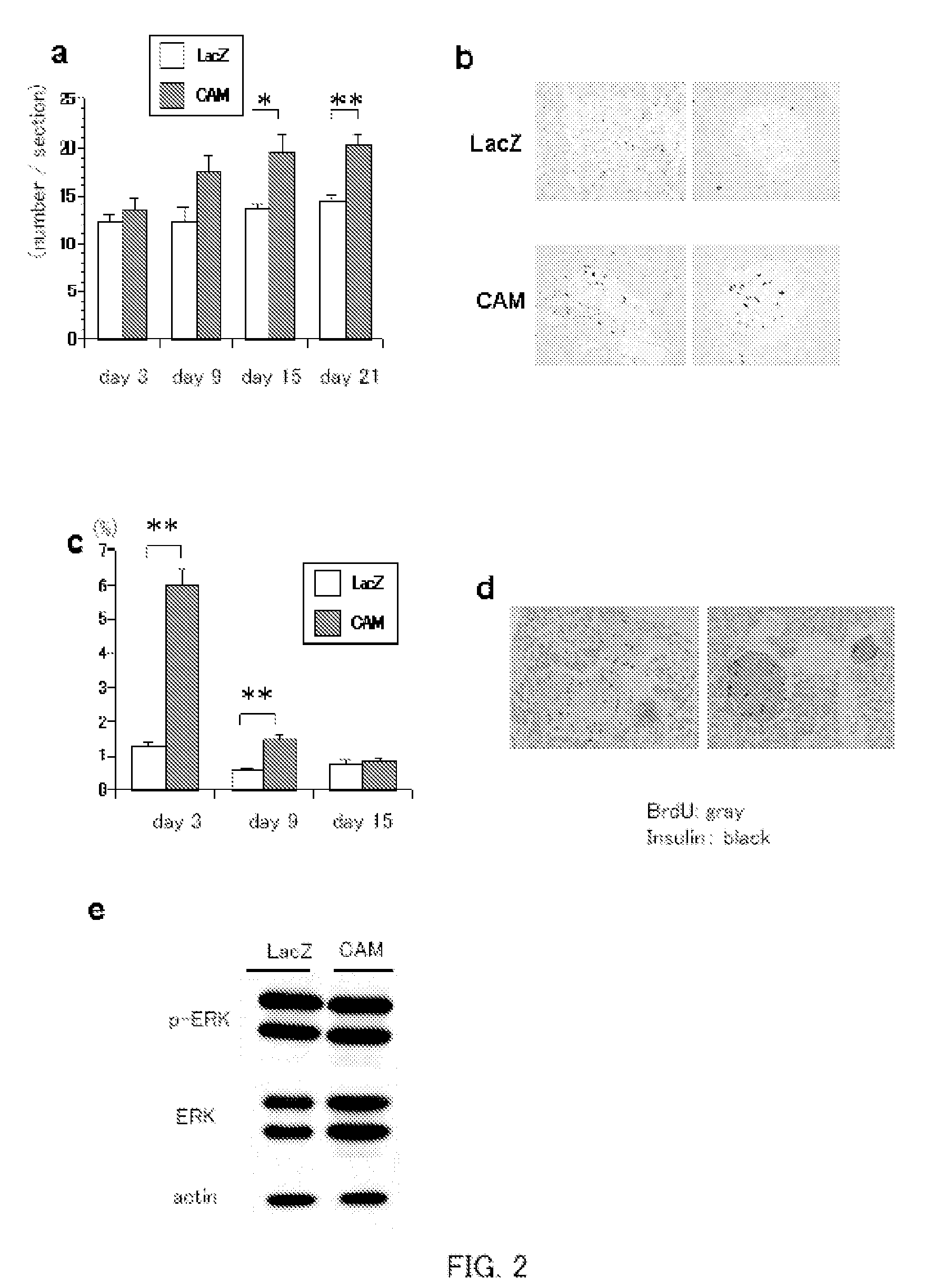 Method for Enhancing Pancreatic Beta Cell Proliferation, Increasing Serum Insulin Concentration, Decreasing Blood Glucose Concentration And Treating And/Or Preventing Diabetes