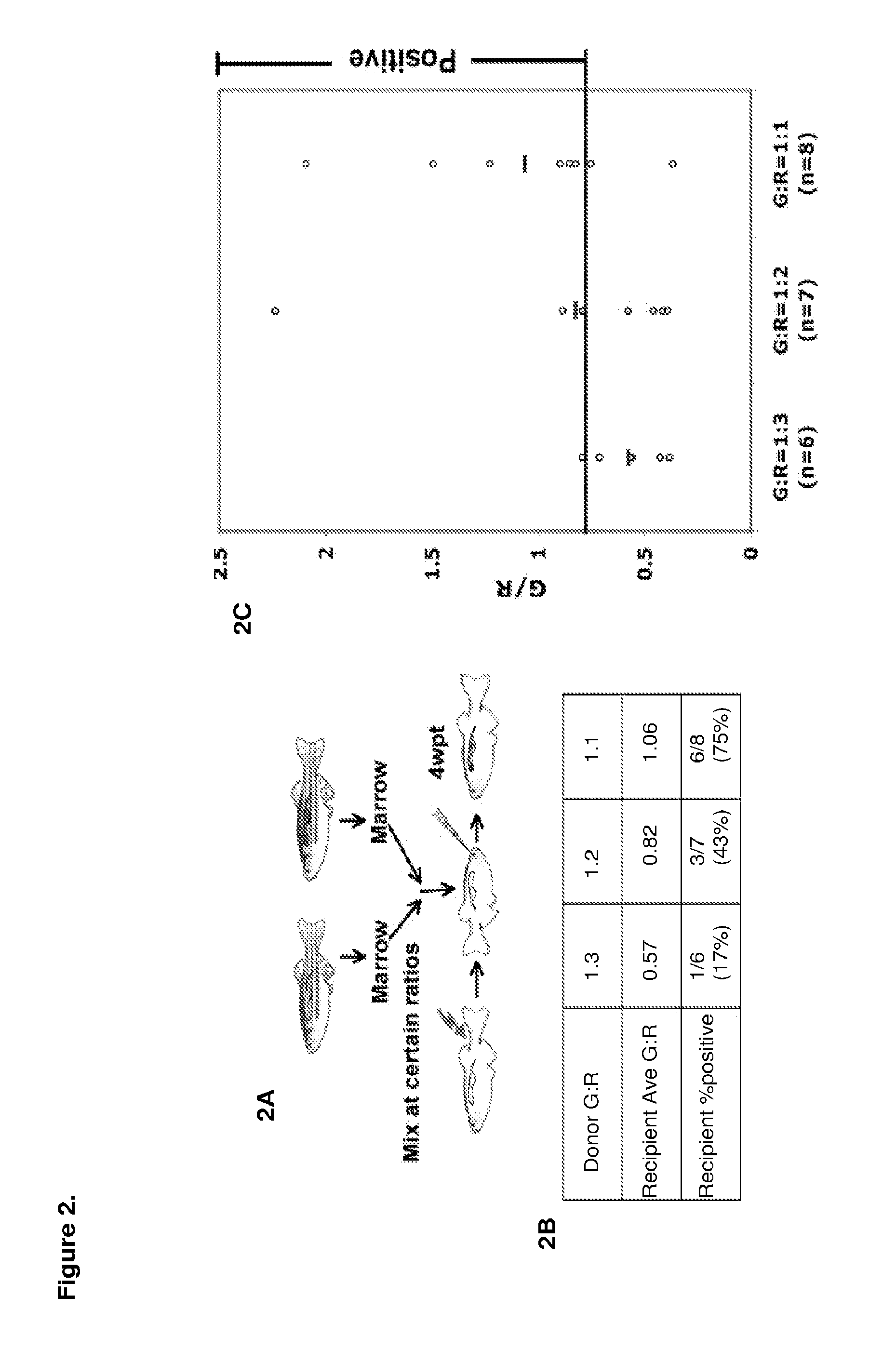 Methods for enhancing hematopoietic stem/progenitor cell engraftment