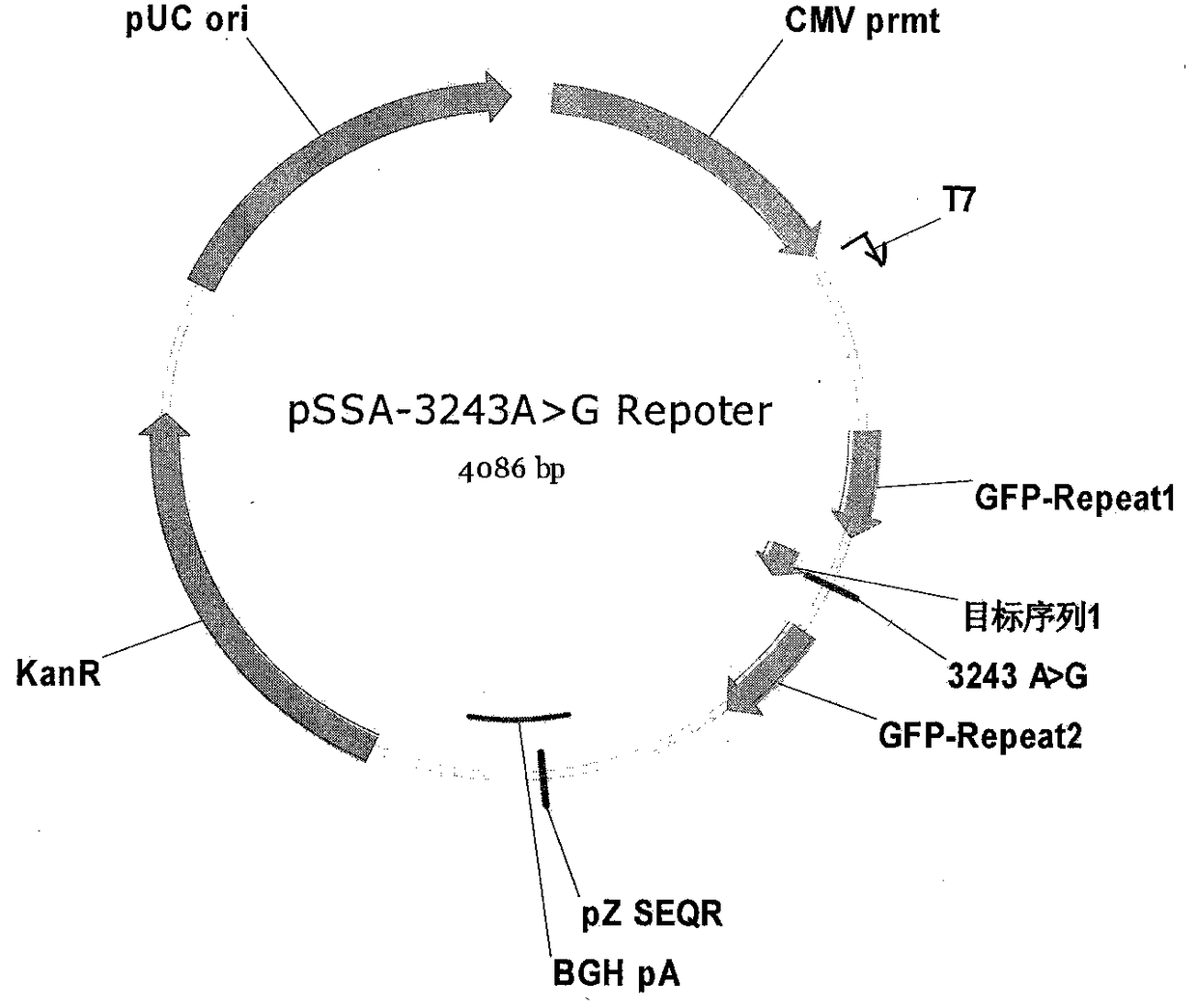 Repair method of iPSCs mitochondrial DNA mutation sites based on mitoTALENs