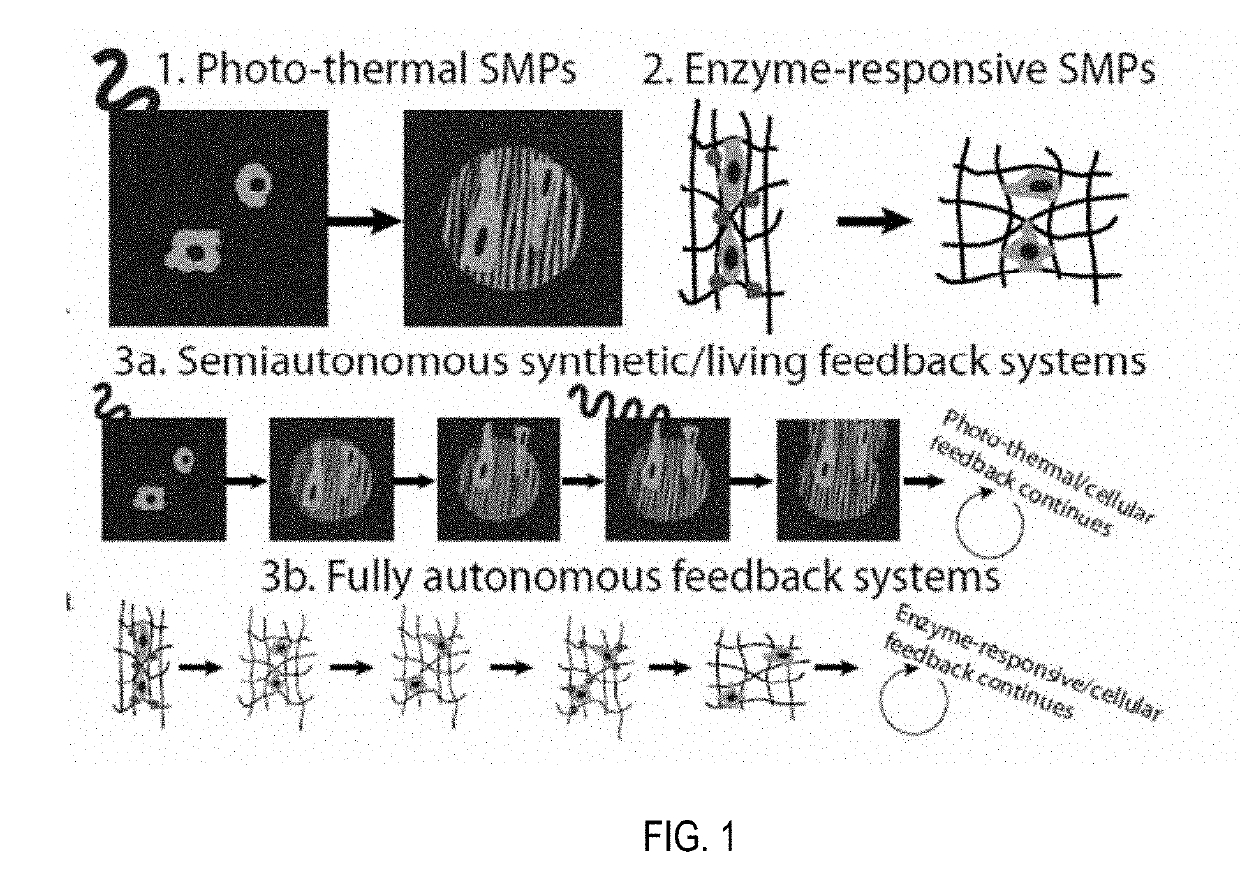 Enzyme-responsive shape memory polymers