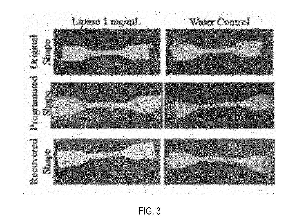 Enzyme-responsive shape memory polymers