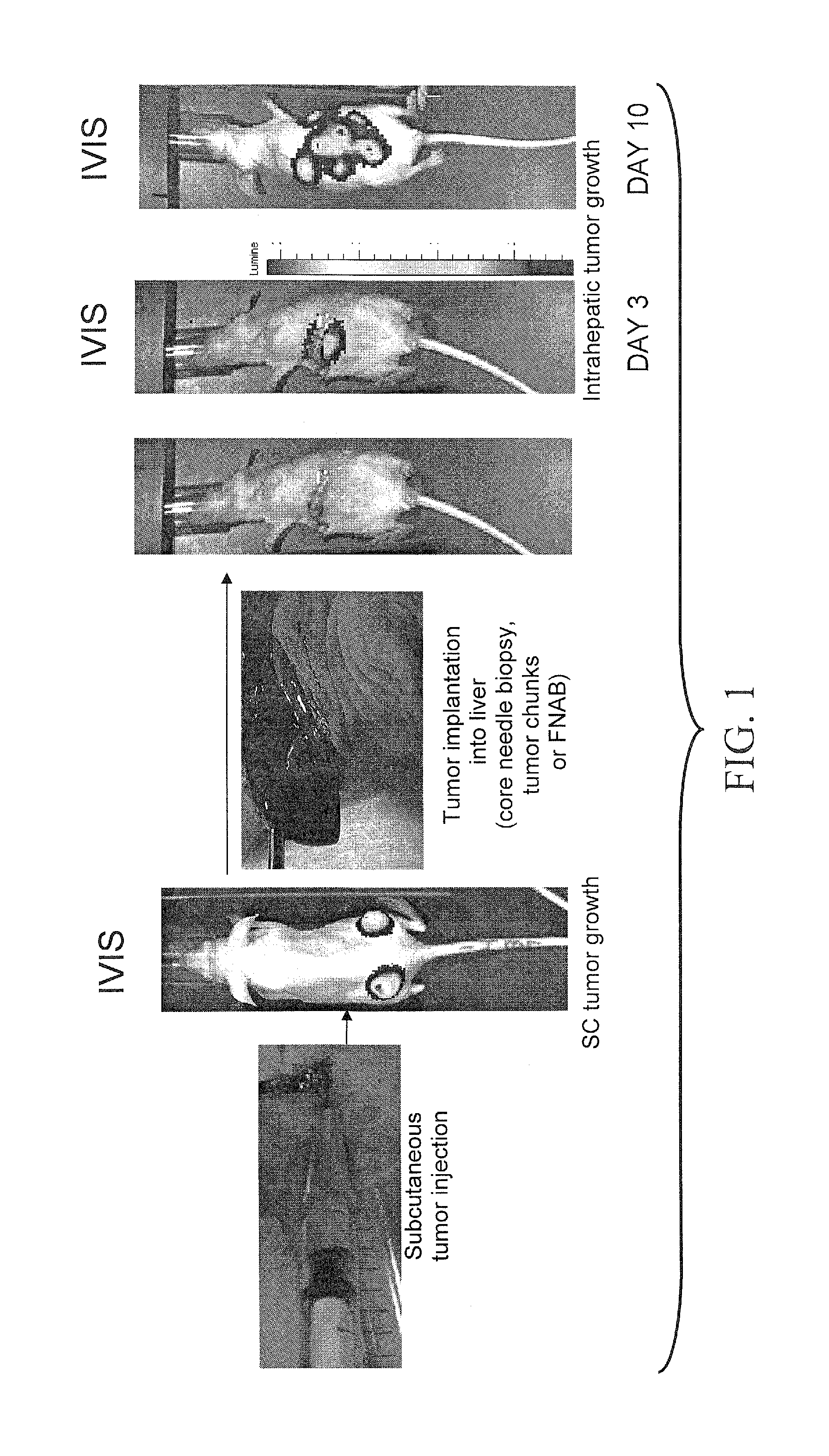 Animal model of human cancer and methods of use