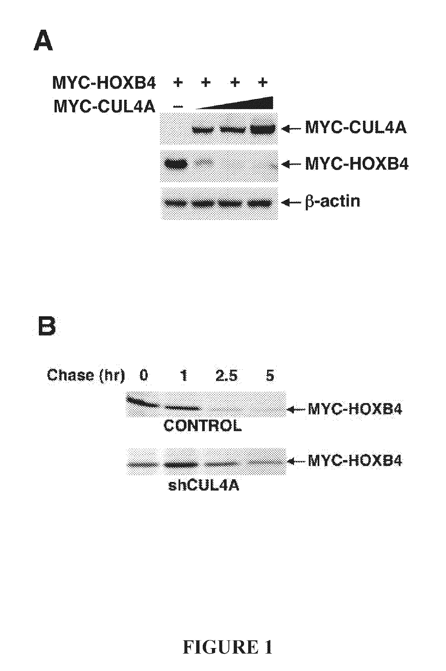 Compositions and methods for the expansion of stem cells