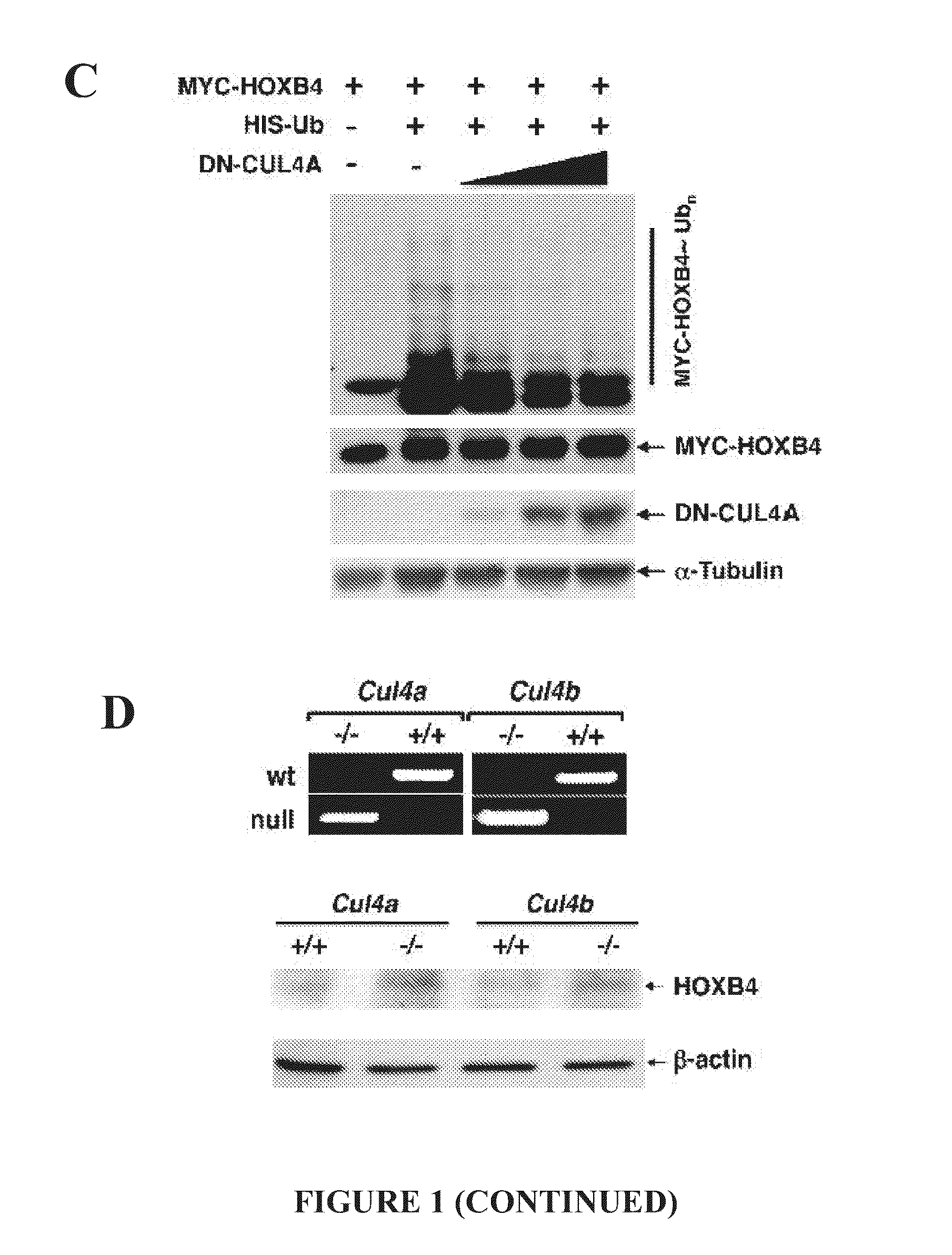Compositions and methods for the expansion of stem cells