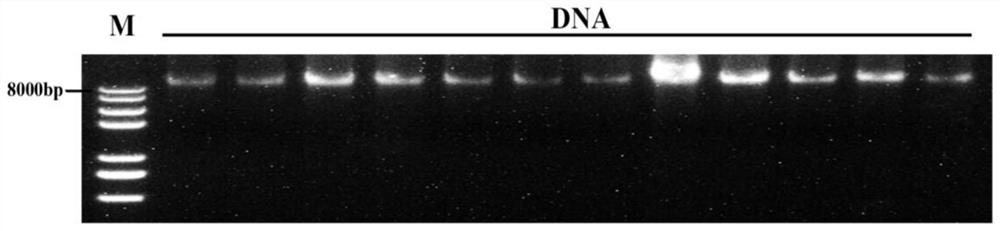 Primer group, kit and identification method for identifying sex of macrobrachium rosenbergii and application