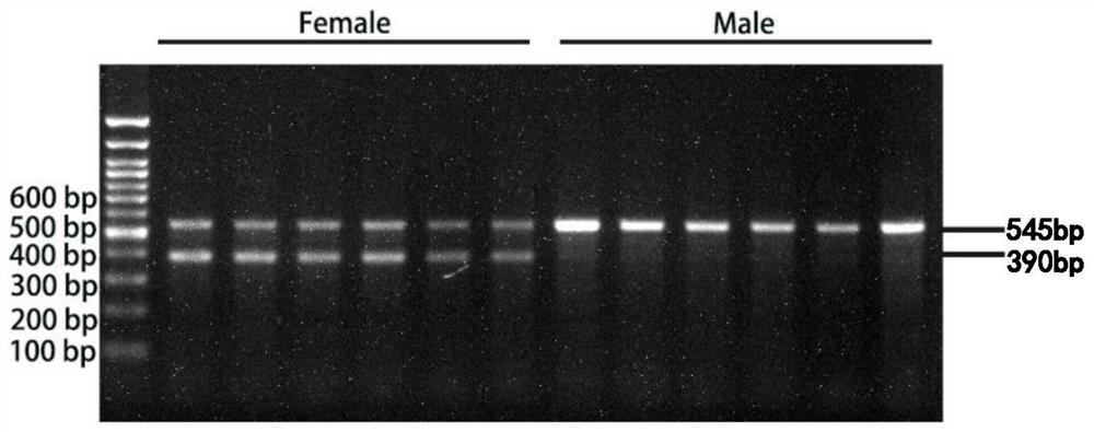 Primer group, kit and identification method for identifying sex of macrobrachium rosenbergii and application
