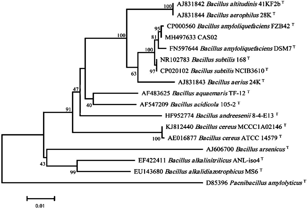 Bacillus amyloliquefaciens strain capable of controlling Ralstonia solanacearum effectively and promoting capsicum annuum growth