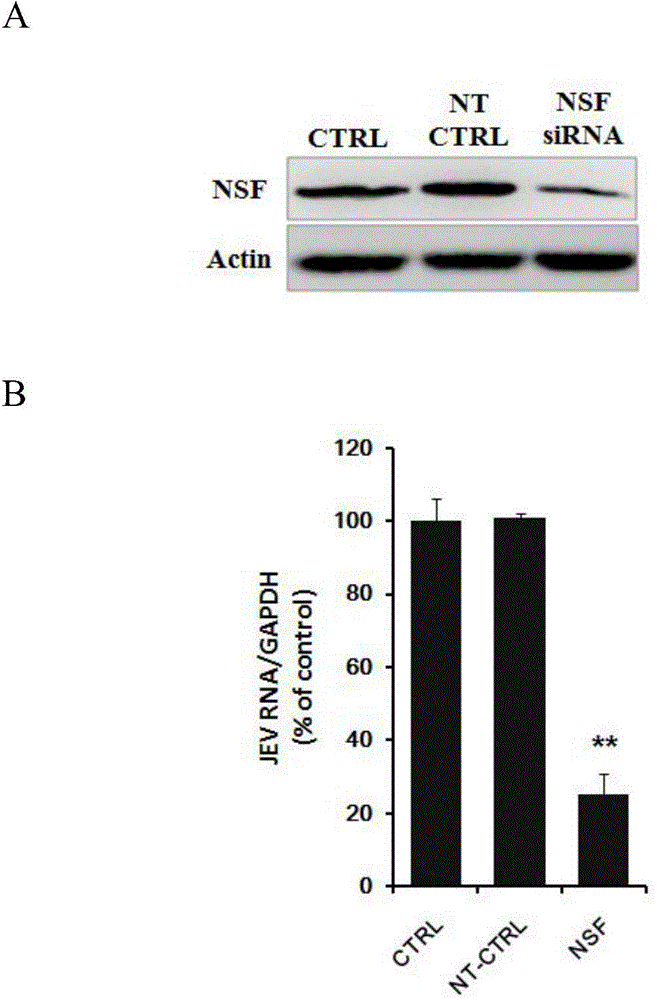 Applications of an N-ethylmaleimide sensitive factor in preventing Japanese encephalitis virus infection