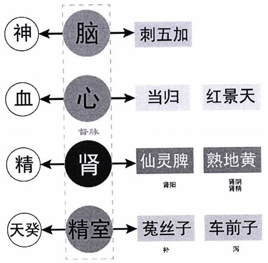 Traditional Chinese medicine compound radix clematidis and radix angelicae sinensis granules for treating asthenospermia by applying brain-heart-kidney-spermatoventricular axis theory and preparation method