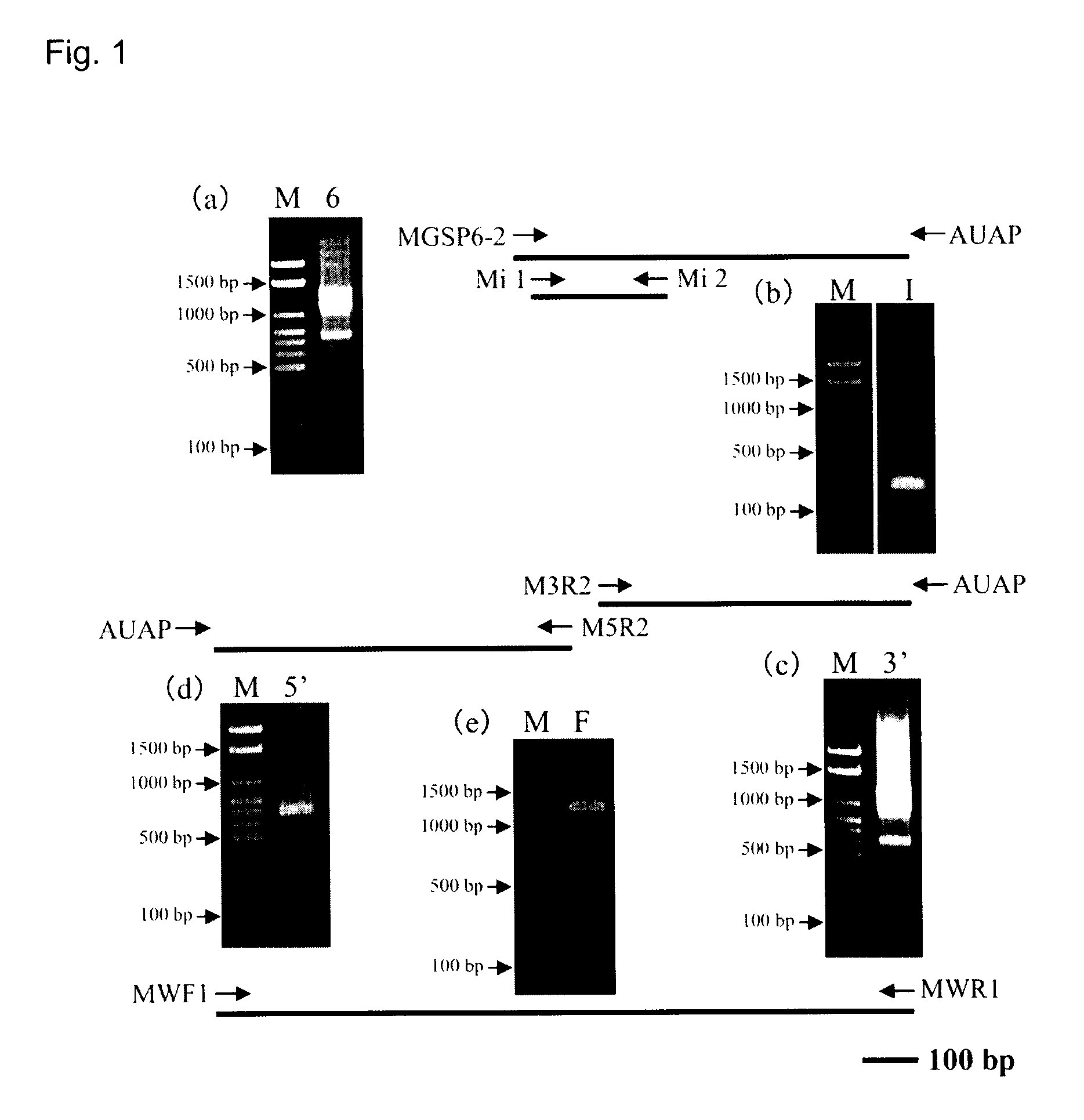 Thermostable duplex-specific nuclease