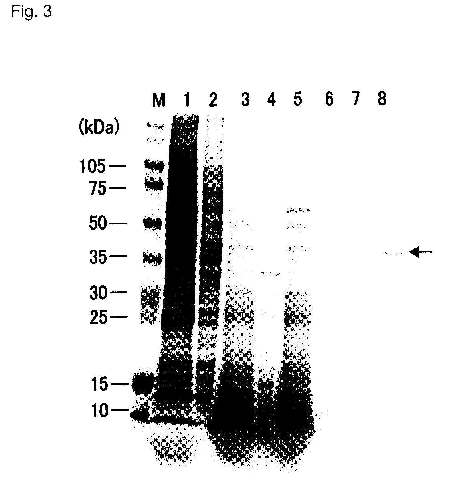 Thermostable duplex-specific nuclease